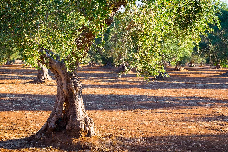 Bynos Experience 5 visita degustazione olio baunei sardegna 800